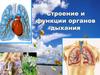 Строение и функции органов дыхания