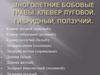 Многолетние бобовые травы. Клевер луговой, гибридный, ползучий