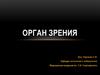 Орган зрения