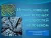 Использование сине-зеленых водорослей человеком