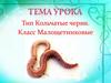 Тип Кольчатые черви. Класс Малощетинковые
