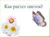 Как растёт цветок