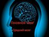 Головной мозг. Средний мозг. Тестовое задание