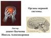 Органы нервной системы