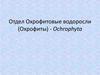 Отдел Охрофитовые водоросли (Охрофиты)