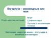 Bryophyta – моховидные или мхи