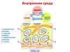 Внутренняя среда