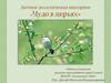 Заочная экологическая викторина «Чудо в перьях», 1 класс