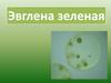 Эвглена зеленая