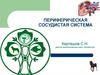 Периферическая сосудистая система