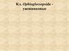 Класс Ophioglossopsida - ужовниковые