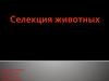 Селекция животных