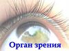 Орган зрения