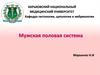 Мужская половая система