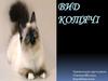 Вид котячі