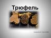 Трюфель – самый вкусный и самый дорогой гриб в мире