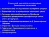 Жизненный цикл клетки и его регуляция. Размножение организмов
