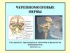 Черепномозговые нервы