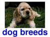 Dog breeds