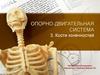 Опорно-двигательная система