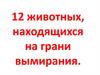 12 животных, находящихся на грани вымирания