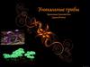 Уникальные грибы