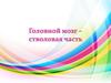 Головной мозг – стволовая часть