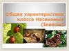 Общая характеристика класса Насекомые (Insecta)