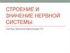 Строение и значение нервной системы