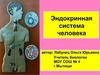 Эндокринная система человека
