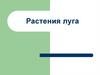 Растения луга