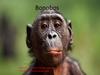 Bonobos