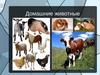Домашние животные