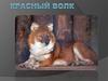 Красный волк