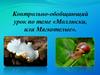 Контрольно-обобщающий урок по теме «Моллюски, или Мягкотелые»