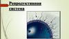 Репродуктивная система