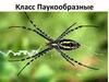 Класс Паукообразные. 7 класс