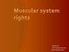 Muscular system rights