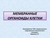 Мембранные органоиды клетки. Лекция №5