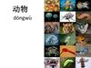 动物 dòngwù