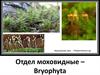 Отдел моховидные – Bryophyta