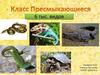 Класс Пресмыкающиеся