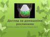 Догляд за домашніми рослинами