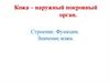 Строение. Функции. Значение кожи