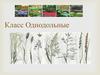 Класс Однодольные