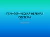 Периферическая нервная система
