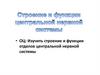 Строение и функции отделов нервной системы. Головной мозг