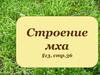 Строение мха