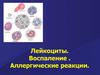 Лейкоциты. Воспаление. Аллергические реакции