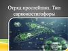 Отряд простейших. Тип саркомостигофоры